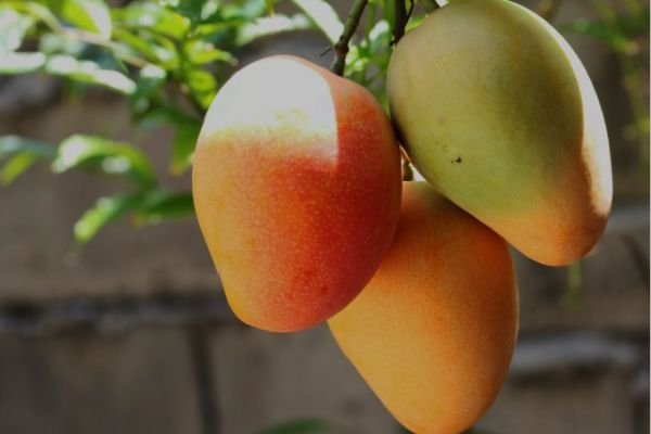 como as frutas chegam ao mercado - o processo explicado pela baruk import & export
